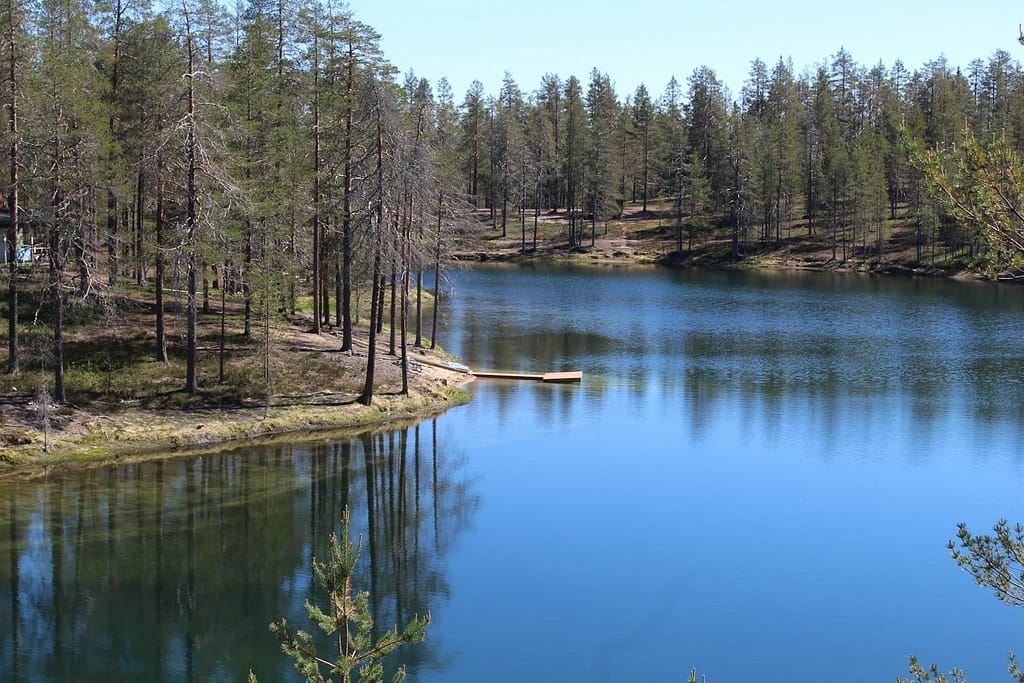 green trees beside body of water during daytime